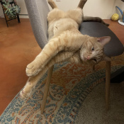 Riley, a Orange Domestic Shorthair Dog