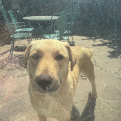 Sunflower, a Tan, White Mixed Dog