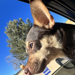 {petName}, a Brown, Tan Chihuahua Dog