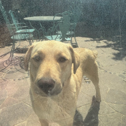 {petName}, a Tan, White Mixed Dog